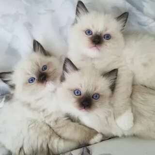 Самые нежные девочки Рэгдолл