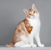 Кошка Зария