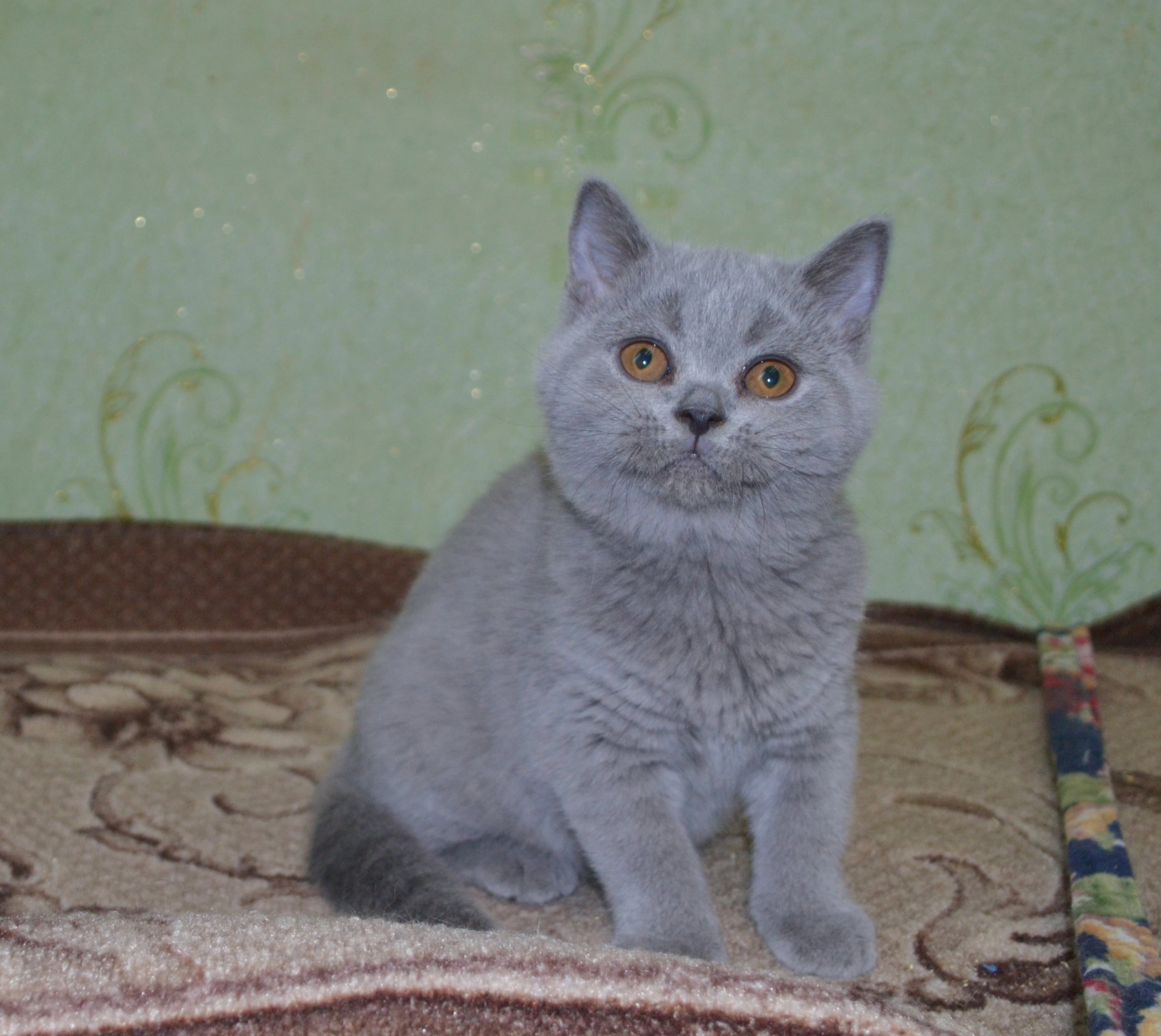 Кошки в Ярославле: Элитные британские котята  Мальчик, 9 000 руб. - фото 10