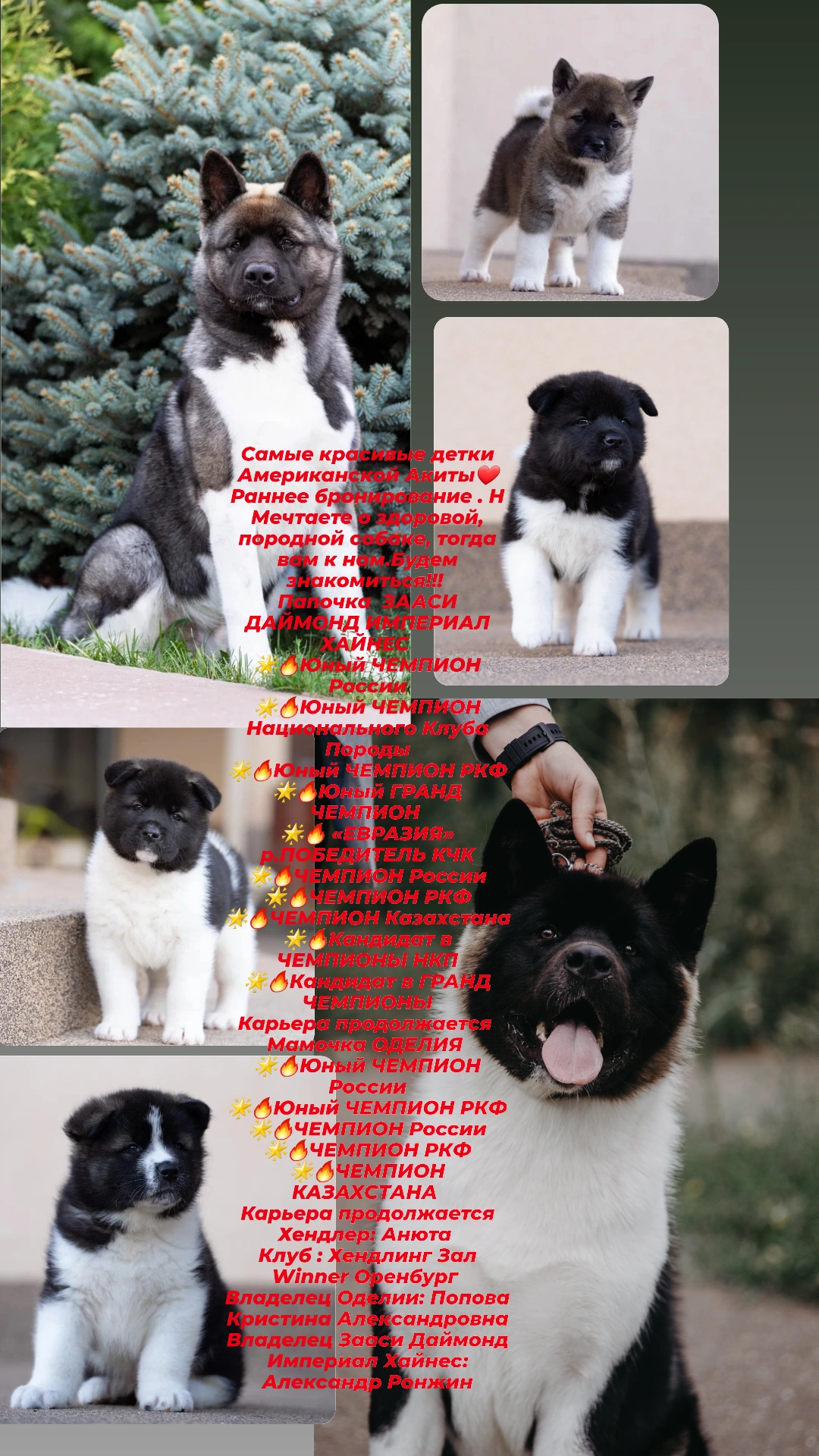 Собаки в Москве: Продаются щенки Американской Акиты от 50 0000 руб., 50 000 руб. - фото 2