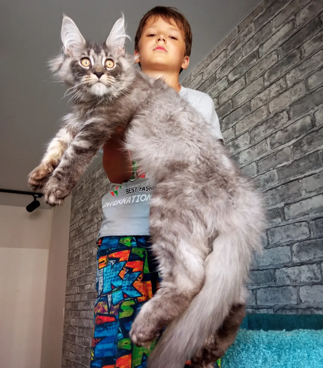 Кошки в Москве: Шикарный мальчишка  Мальчик, 60 000 руб. - фото 4