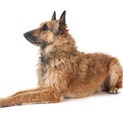 Бельгийская овчарка лакенуа: описание породы, фото, характер, щенки