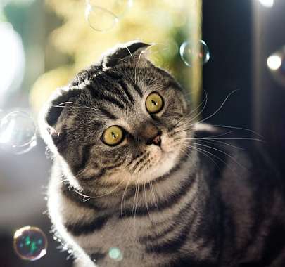 Шотландская вислоухая кошка: фото, описание породы, характер, здоровье,  уход и содержание