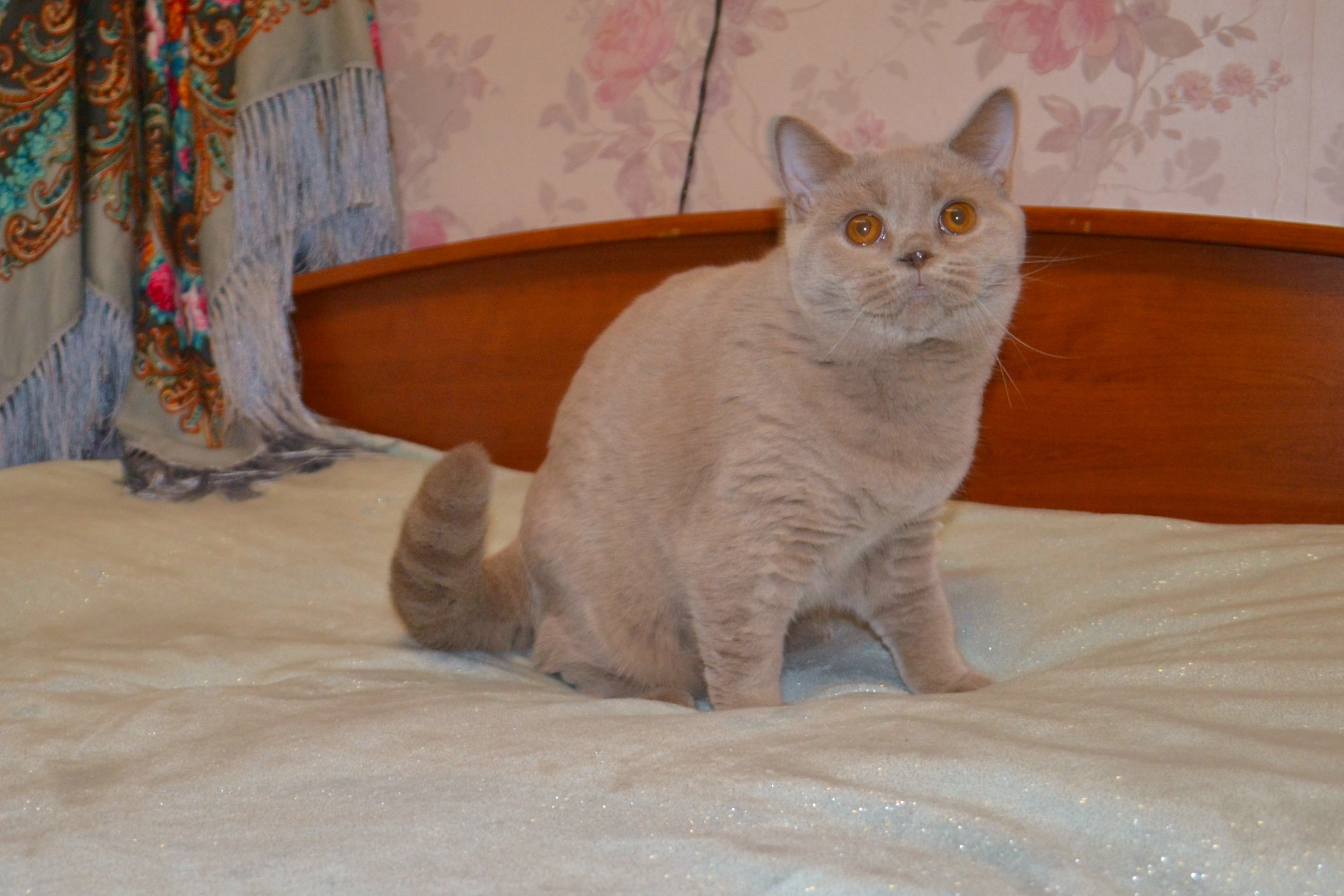 Кошки в Ярославле: Элитные британские котята  Мальчик, 9 000 руб. - фото 8