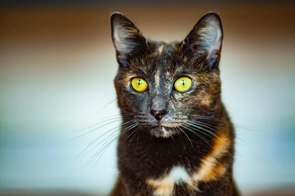 Shell cat