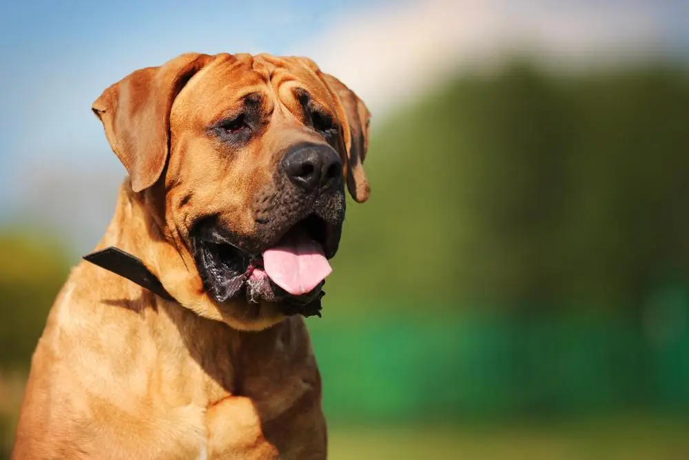 Тоса-ину отличаются преданностью