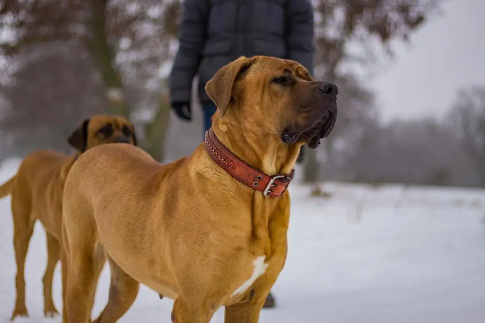 Так выглядят тоса-ину