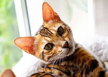 Бенгальская кошка