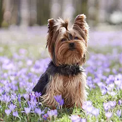 Йоркширский терьер