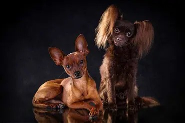 Как определить породу собаки — по внешнему виду, по фото, по щенку