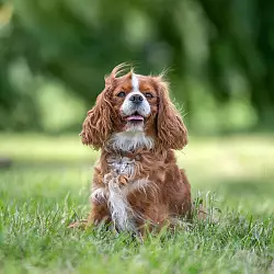 Кавалер-кинг-чарльз-спаниель