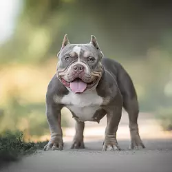 Американский булли