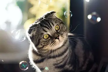 Шотландская вислоухая кошка