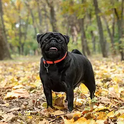 Мопс