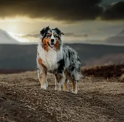 Австралийская овчарка