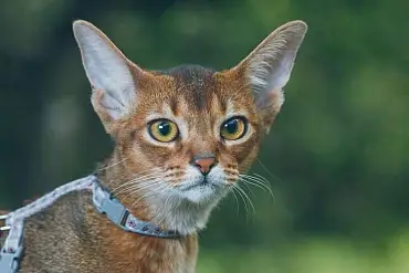 Абиссинская кошка