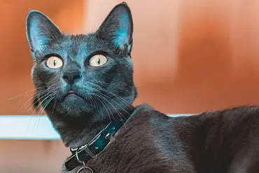 Русская голубая кошка