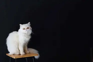 Экзотическая короткошерстная кошка