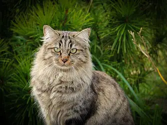 Сибирская кошка