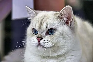 Британская короткошерстная кошка