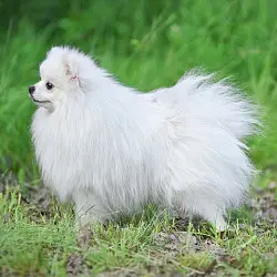 Померанский шпиц