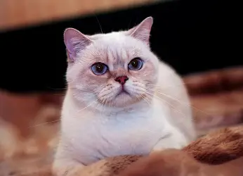 Шотландская прямоухая кошка