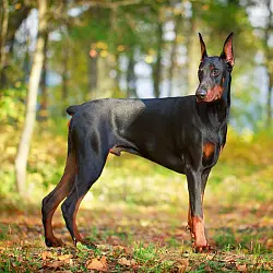 Доберман