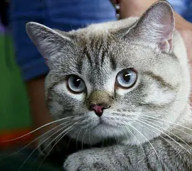 Американская короткошерстная кошка