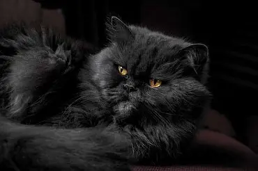 Персидская кошка