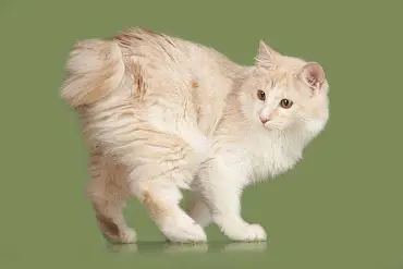 Курильский бобтейл