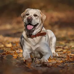 Лабрадор-ретривер